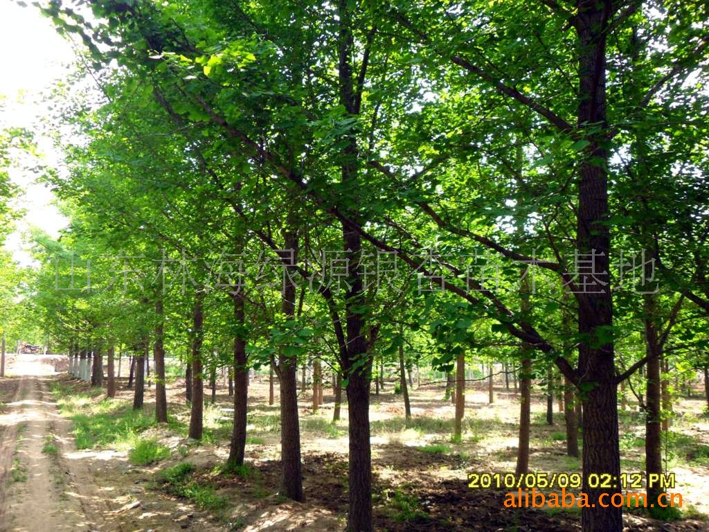 大量供应：银杏种苗、银杏树苗、石榴树、银杏种子