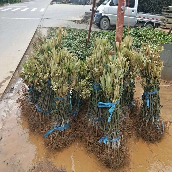 供应 远华苗木场 枇杷苗  枇杷芽苗枇杷小树苗   枇杷小树苗