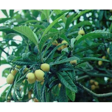 产地枇杷树种子，枇杷种子，枇杷