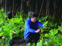 错季蔬菜助农增收