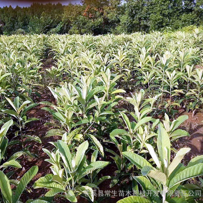 常生 枇杷苗 枇杷苗树苗基地 根系发达枇杷小苗 各类绿化苗 种类齐全果树苗厂家 枇杷树 四川枇杷苗批发 枇杷苗