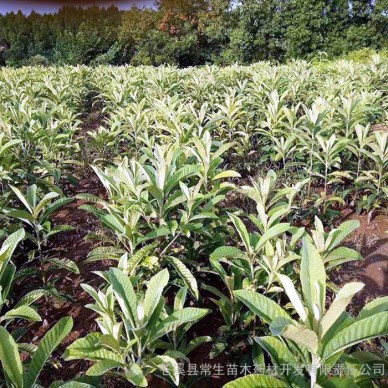 常生 枇杷苗 枇杷苗树苗基地 根系发达枇杷小苗 各类绿化苗 种类齐全果树苗厂家 枇杷树 四川枇杷苗批发 枇杷苗