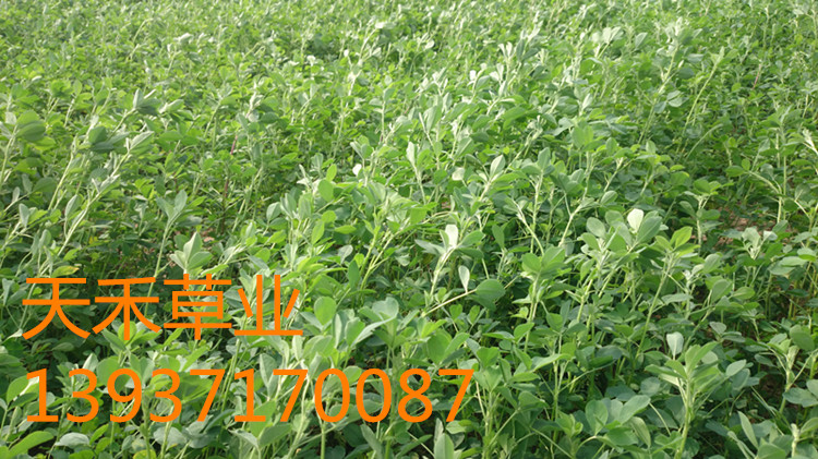 出售苜蓿种子/苜蓿草籽/草种/牧草种子/可饲喂牛羊猪鹅鱼等