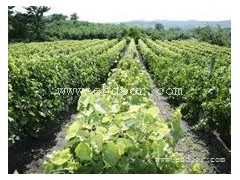 东西湖蔬菜、武汉华希生态农业公司、蔬菜供应