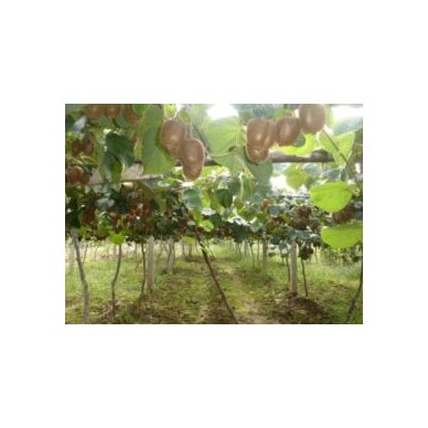 [供]农户直销猕猴桃