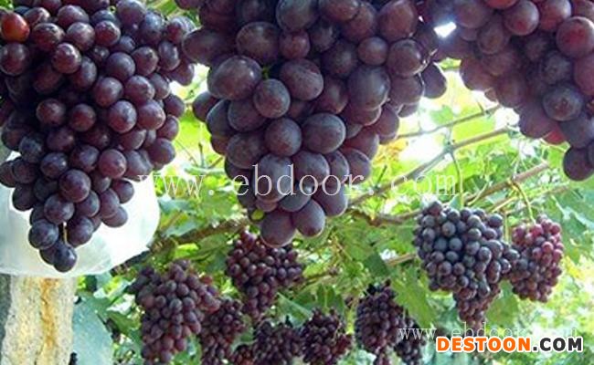 黄桃采摘|黄陂采摘|华希生态