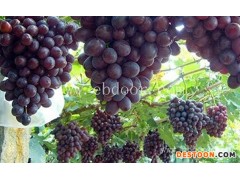 黄桃采摘|黄陂采摘|华希生态