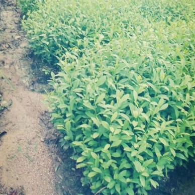 茶树苗木