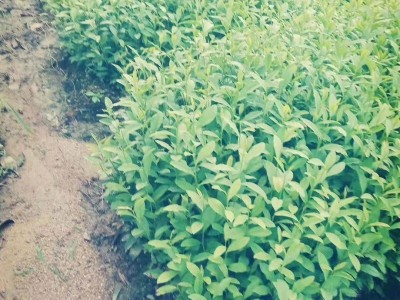 茶树苗木