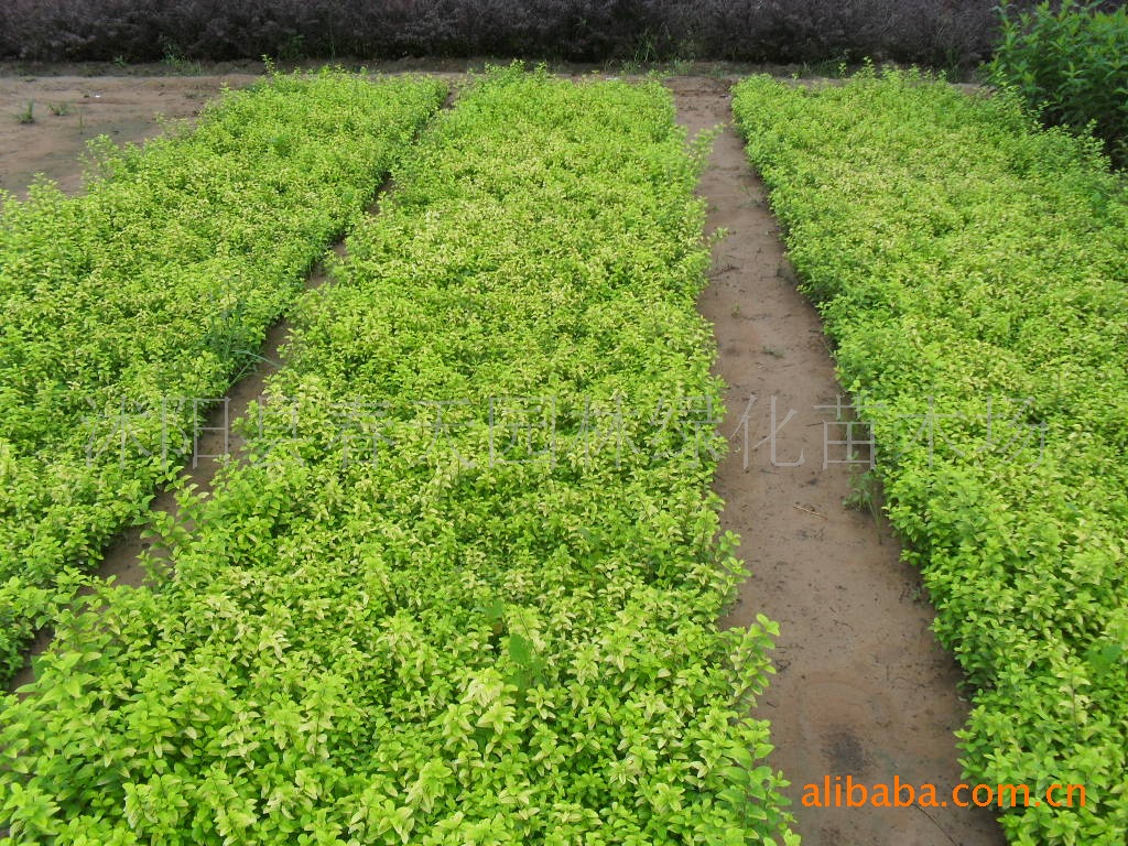 园森绿化苗木小苗类---金叶女贞小苗