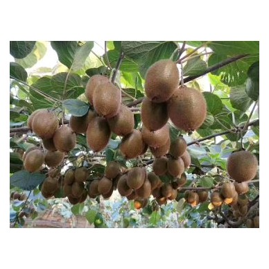 [供]眉县徐香猕猴桃即将大量上市