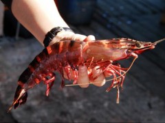 金湾大海虾 - 珠海特产