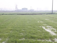 勉县：做好冬灌追肥  奠定丰产基础