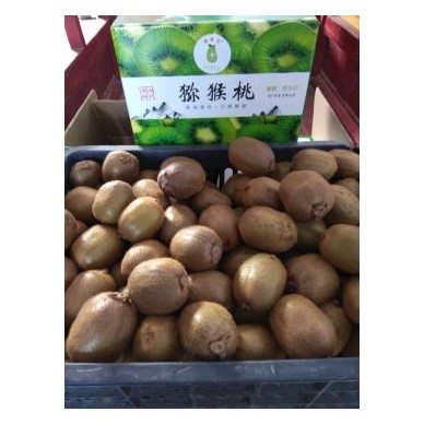 [供]自家种植的徐香猕猴桃求收购