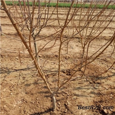 2公分石榴苗零售、2公分石榴苗价钱及报价