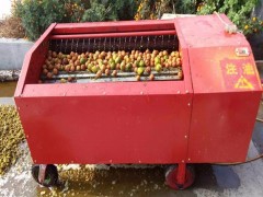 山核桃进行核桃剥壳机 山核桃去皮机价格 小型青核桃剥壳机