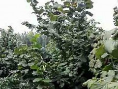 【新风园艺】榛子苗 榛子苗销售 基地直销榛子苗  专业育苗