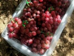 [供]河北涿鹿，精品红提颜色鲜红，硬度好，耐储存。