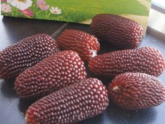 供应厂家批发 种子 观赏玉米优良花卉种子 观赏玉米种子 优质花卉种子批发