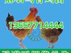 桂林狮头鹅鹅苗