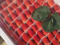 草莓王子草莓苗哪里便宜、哪里草莓王子草莓苗价格低