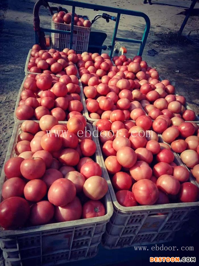 附近哪里有蕃茄种植基地-联富果蔬-荆州蕃茄种植基地
