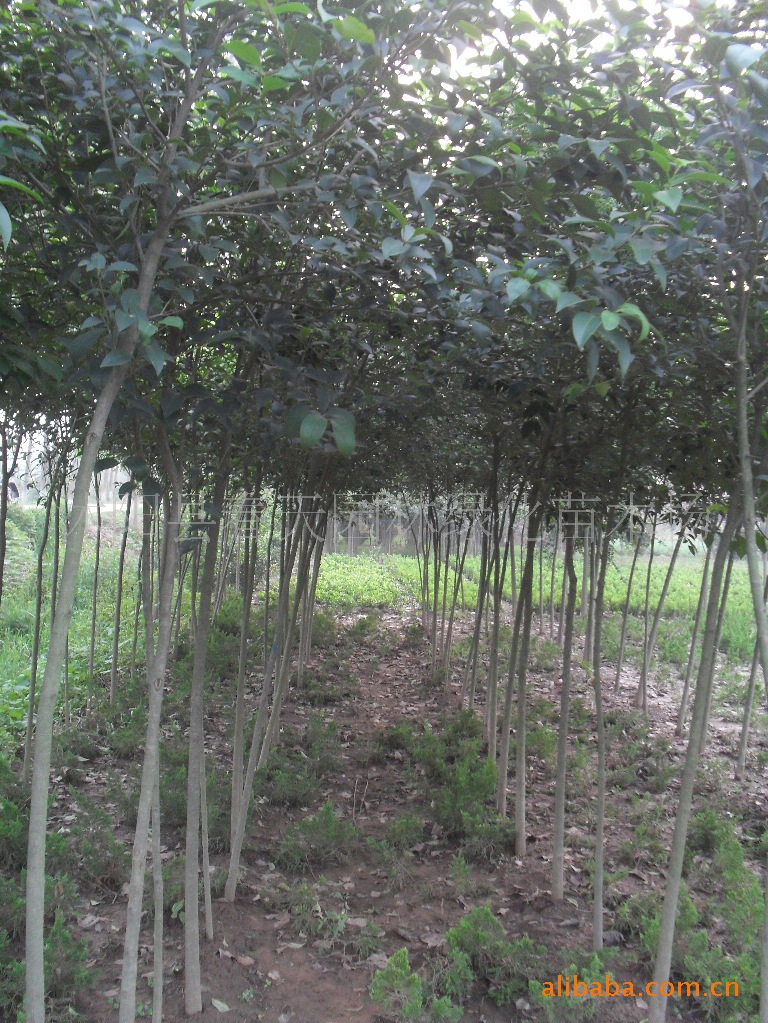 大叶女贞--园林绿化苗木乔类--高杆女贞