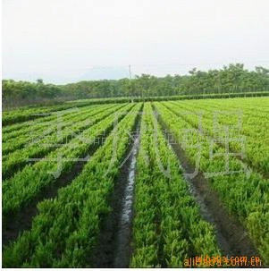 供应龙柏工程绿化苗木