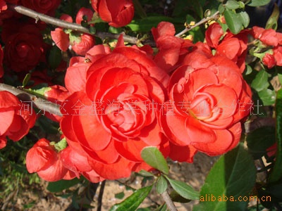 供应多色品种海棠花和花卉苗木