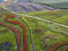 美景，虽然不能食用，但是异常让人觉得“垂涎欲滴”——泸州花田酒地