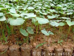 谈谈种植棉花创高产的迷信管理办法