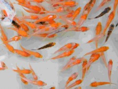 中渔水产直销 鱼苗 鱼苗批发 锦鲤 锦鲤鱼苗  锦鲤批发 锦鲤鱼苗批发