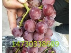 [供]冷库巨峰葡萄大量出货中河北晋州欢迎您