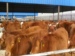 鲁西黄牛 南阳 供应散养黄牛 肉牛散养黄牛 鲁西黄牛厂家