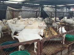 晟成牧业 白山羊养殖技术 纯种白山羊养殖 纯种白山羊养殖场 纯种白山羊价格