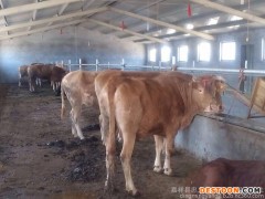 供应鲁西黄牛 纯种黄牛 改良黄牛 鲁西黄牛 价格