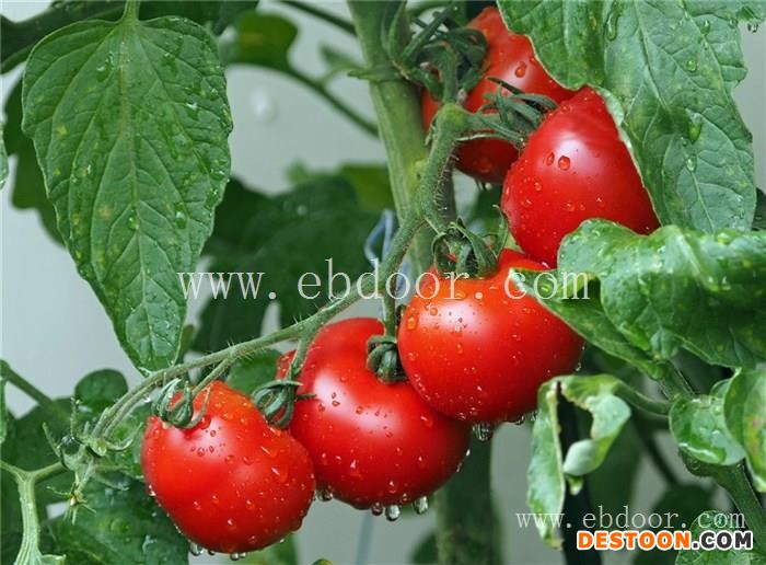 哪里有批发西红柿的-联富果蔬(在线咨询)-陕西西红柿批发