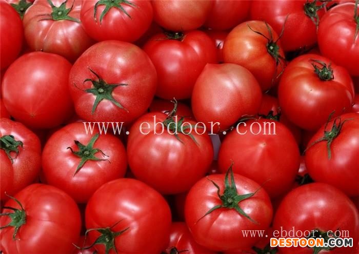 黄山蕃茄批发-联富果蔬种植基地-蕃茄批发多少钱一斤
