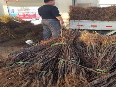 1公分2公分3公分蛇果苹果树苗 蛇果苹果苗报价 蛇果苹果苗一级种苗 品种介绍 润森农业欢迎选购