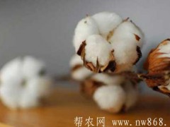 棉花短少养分成分的诊断与弥补措施