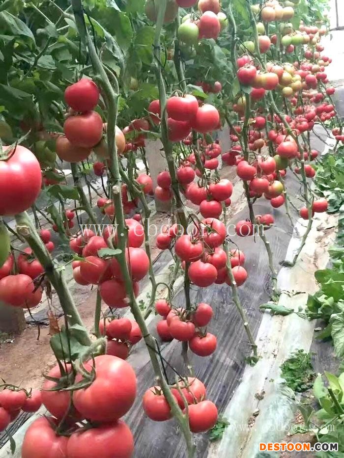 哪里有蕃茄种植基地-郑州蕃茄种植基地-联富果蔬种植合作社