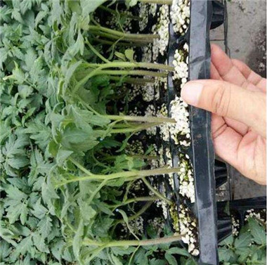 西红柿苗10_副本