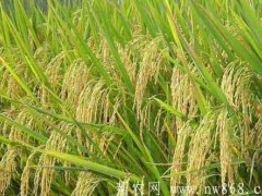 杂交水稻种植与管理：杂交中稻施肥需求留意哪些成绩