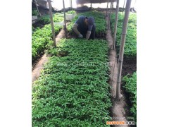 红桥区租地种菜-萱庭果蔬