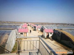 哪里有西红柿种植基地-联富果蔬基地-湖北西红柿种植基地