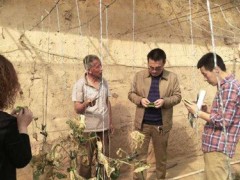 甘泉：晋中市站指点反省指点我县农作物病虫害监测防控义务