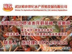 信阳龙虾养殖找裕农-龙虾养殖-武汉裕农