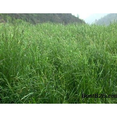 大批量冬牧草种子零售批发
