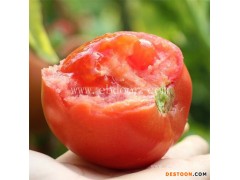 西红柿种植基地在哪里-西红柿种植基地-联富果蔬批发基地