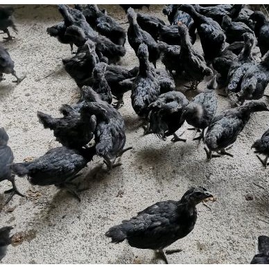 [供]供应广西五黑鸡苗，脱温苗，山鸡苗